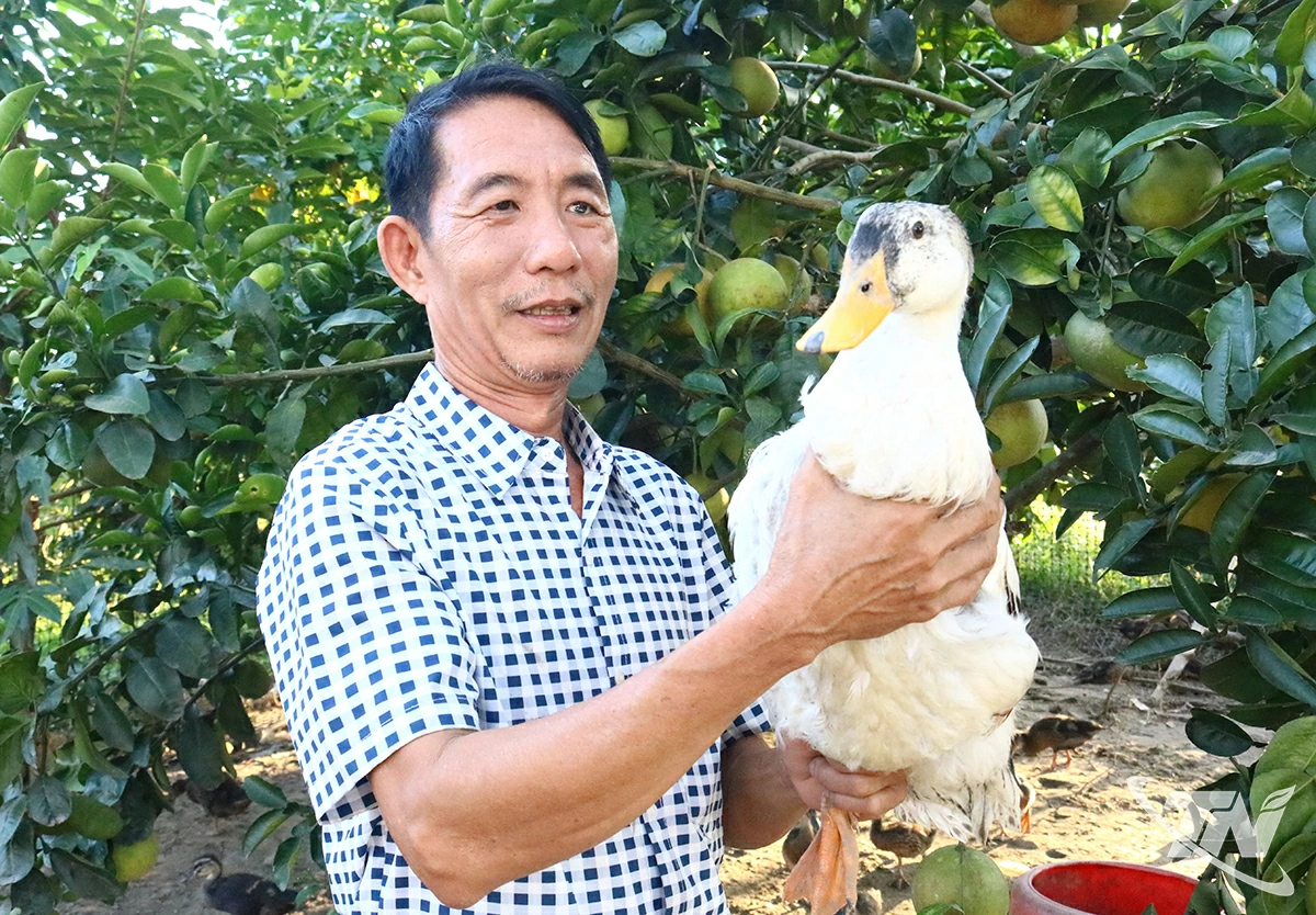 Năm 2025, ông Chu Văn Quân xuất bán hơn 7.000 con vịt bầu và vịt trời, đạt tổng thu từ vịt gần 1,2 tỷ đồng.