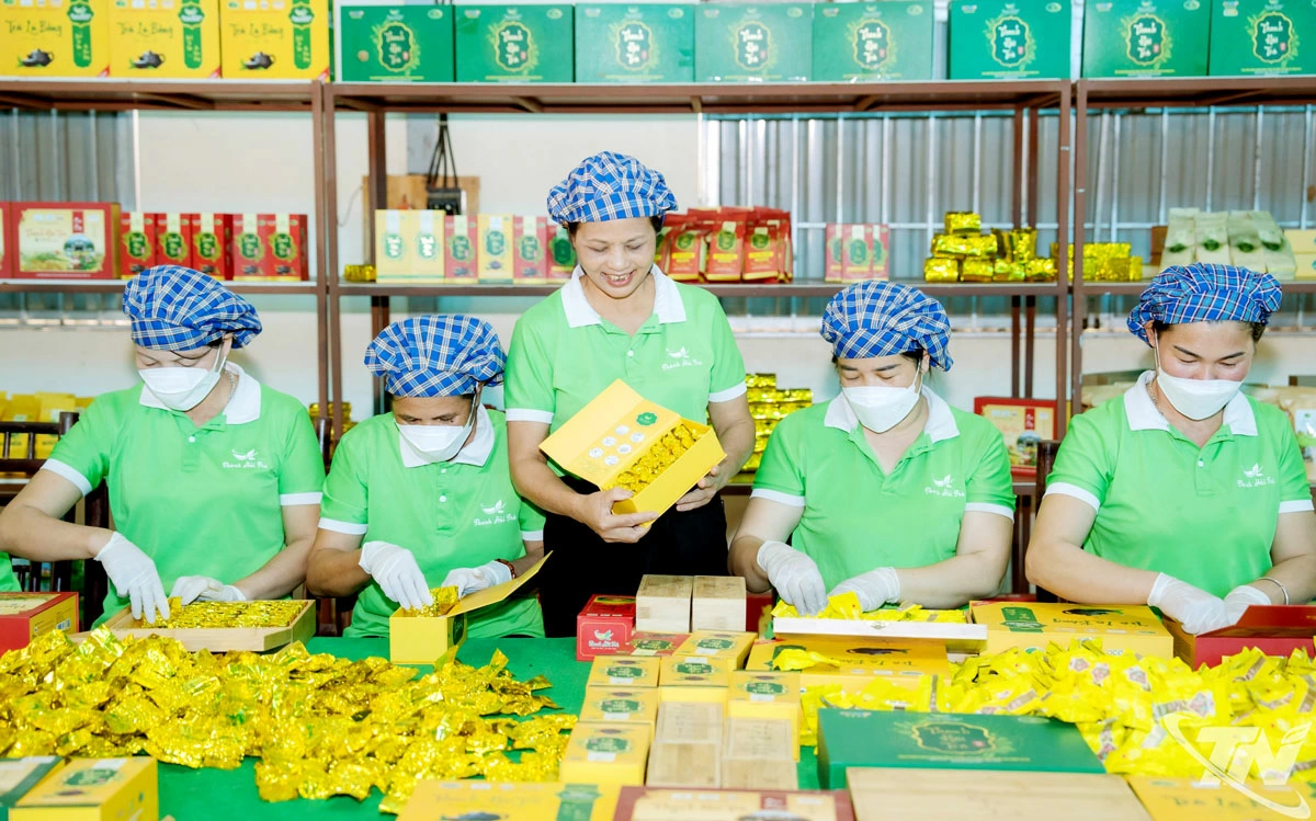 Với nhiều cơ chế, chính sách hỗ trợ cụ thể giúp các hợp tác xã chè có cơ hội mở rộng quy mô, nâng cao hiệu quả sản xuất. Trong ảnh: Đóng gói sản phẩm tại HTX chè La Bằng.