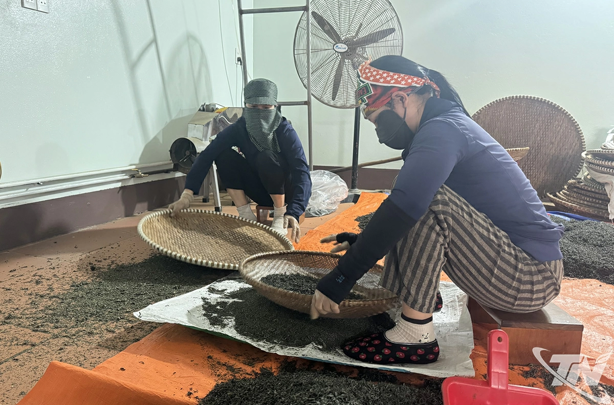 Chị Hoa lu&ocirc;n quan t&acirc;m n&acirc;ng cao chất lượng sản phẩm ch&egrave;, g&oacute;p phần đảm bảo sức khỏe người ti&ecirc;u d&ugrave;ng.