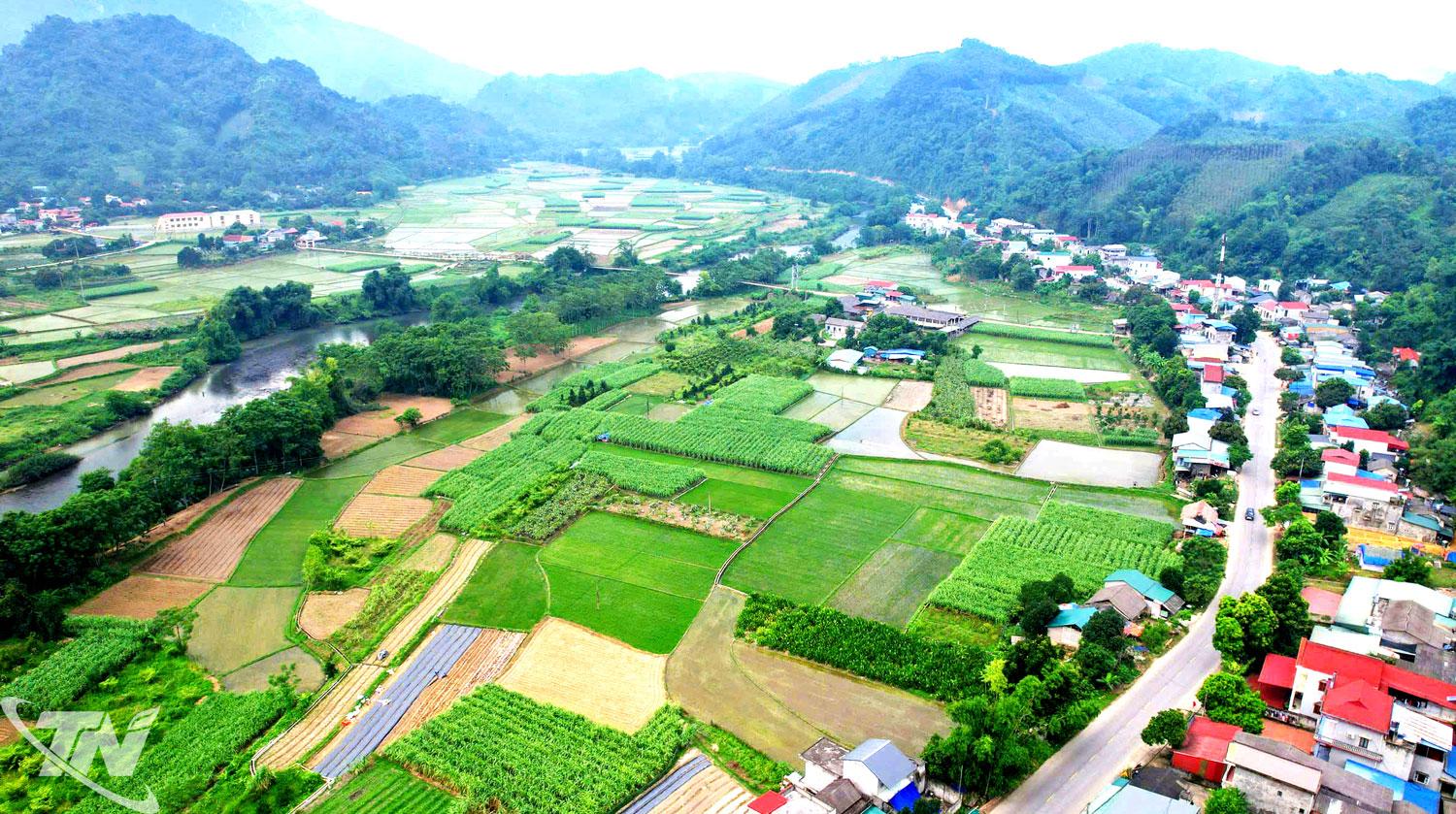 Nhờ đẩy mạnh canh tác rau màu trên những cánh đồng ven sông, suối, người dân xã Tân Kỳ từng bước nâng cao thu nhập, cải thiện đời sống. Ảnh: T.L