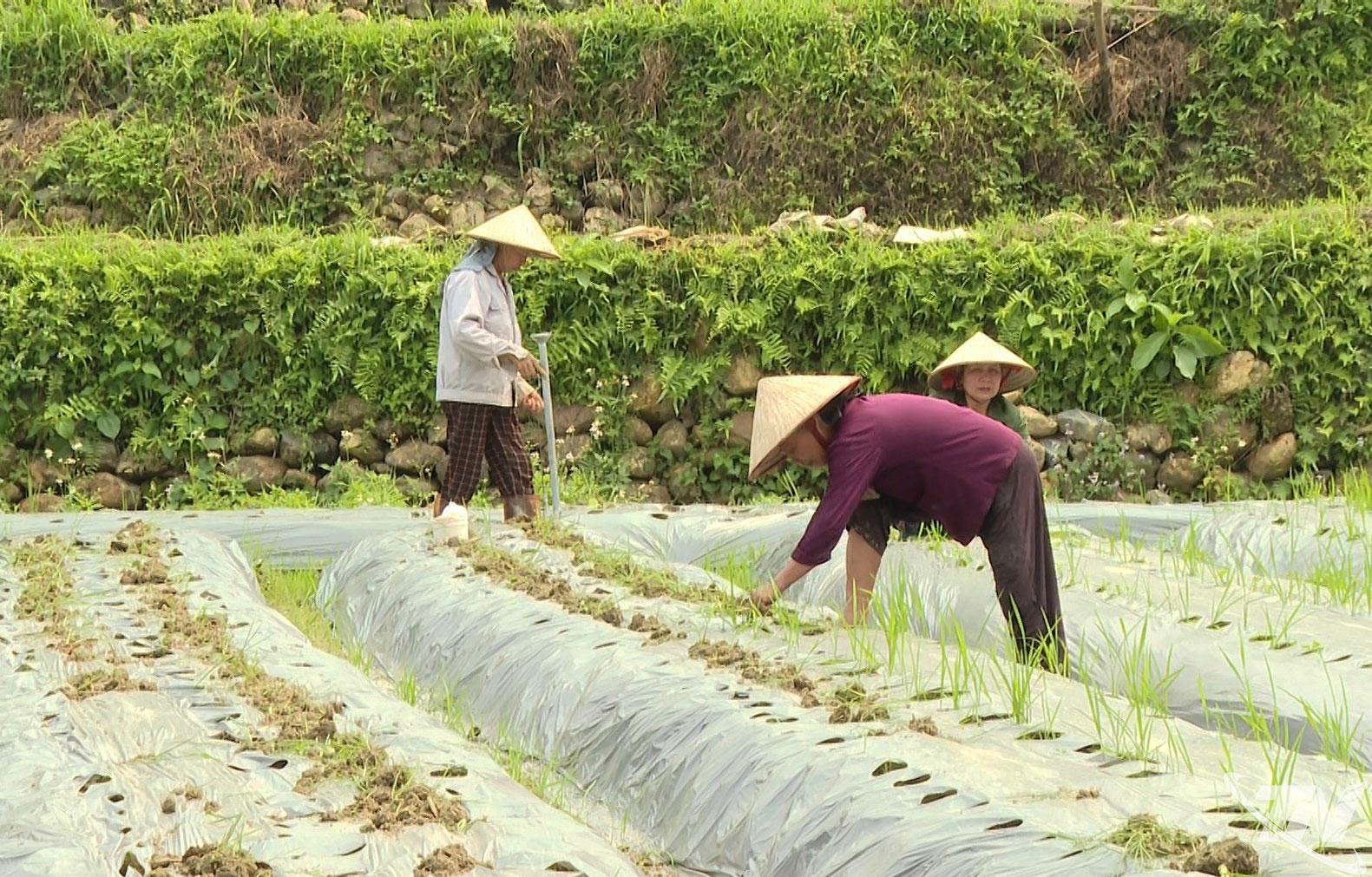 Phụ nữ thôn Thiêng Điểm, xã Phúc Lộc hợp tác trồng sâm Bố chính, phát triển kinh tế và nâng cao thu nhập.