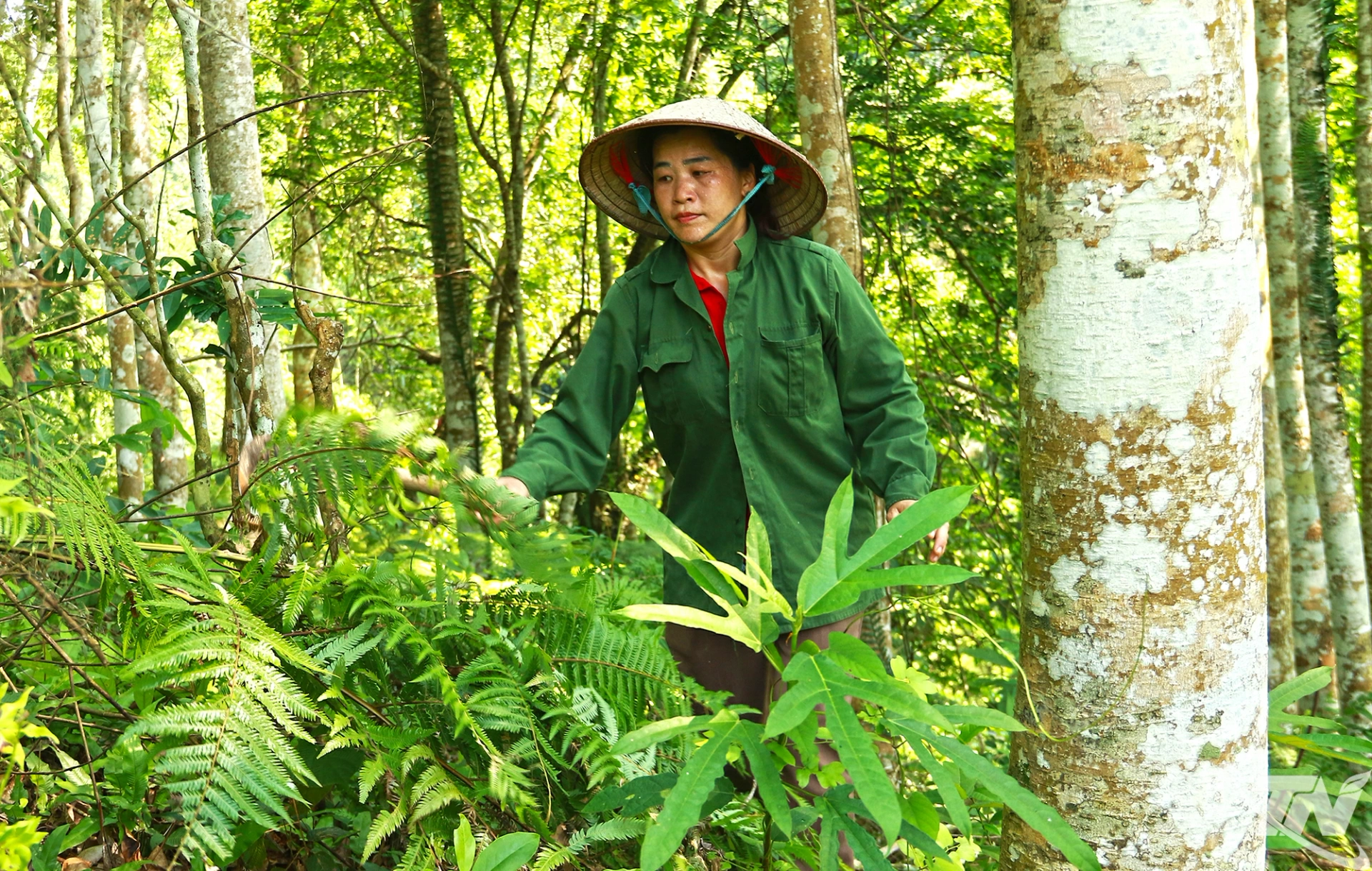 Chị La Thị Cam chăm sóc đồi rừng của gia đình.