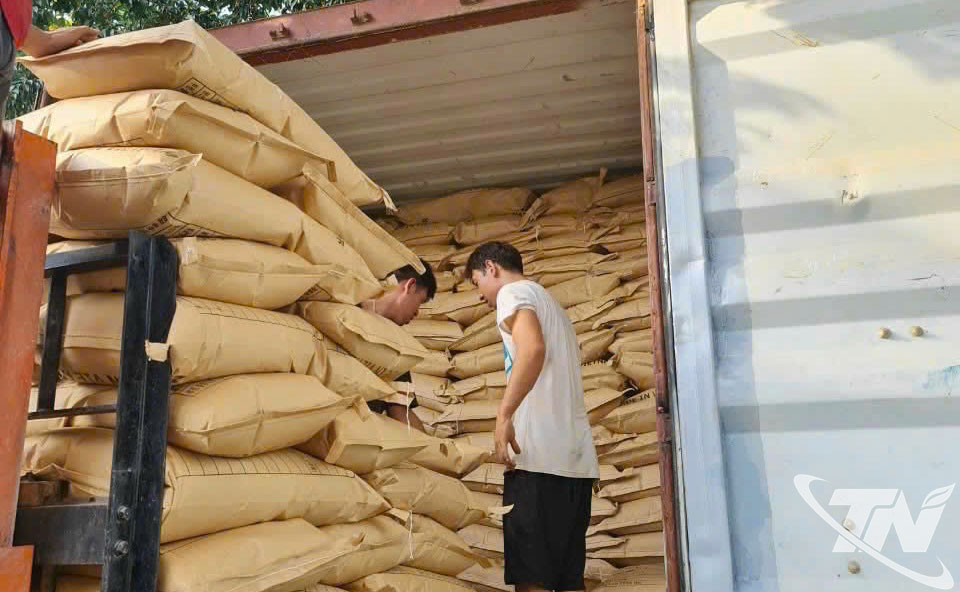 Công ty CP Nông sản Bắc Kạn thực hiện đơn hàng xuất khẩu tinh bột nghệ sang thị trường Trung Quốc.