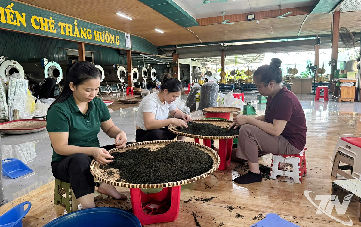 Mã số vùng trồng trở thành yếu tố quan trọng giúp nâng cao  chất lượng trà Thái Nguyên.