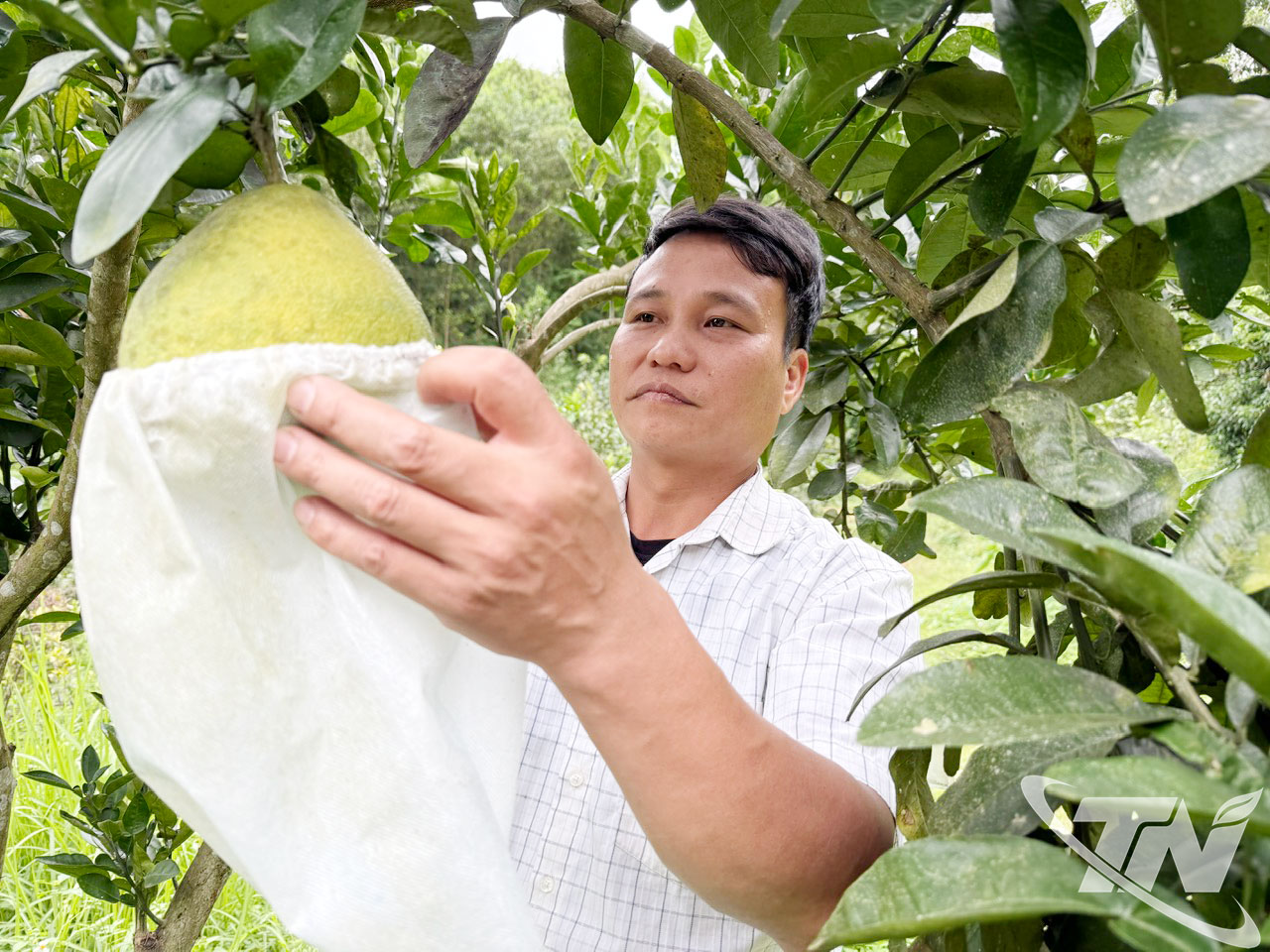 Anh Lê Anh Tuyên, xóm Tân Sơn, xã La Hiên, chăm sóc vườn bưởi da xanh của gia đình.