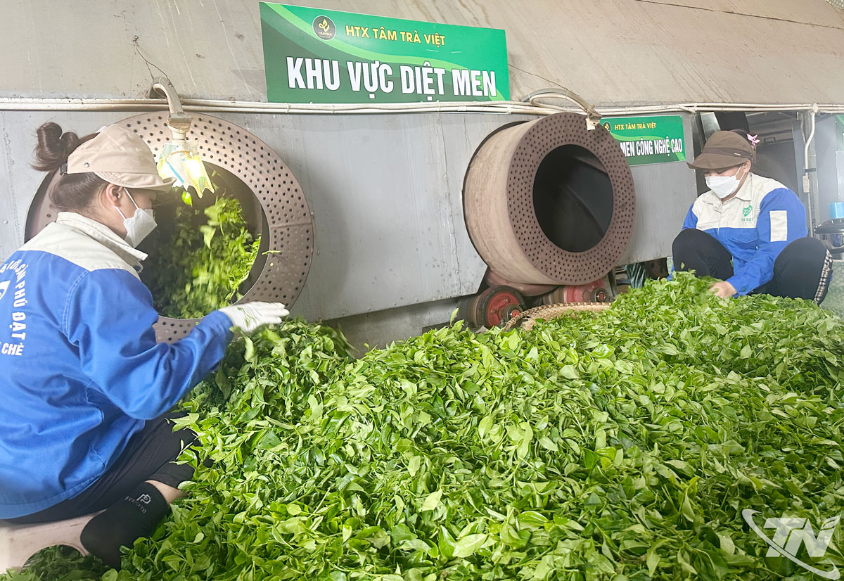 Hợp tác xã Tâm Trà Việt, xã Bình Thành, ứng dụng công nghệ trong sản xuất chè chất lượng cao đáp ứng nhu cầu thị trường.