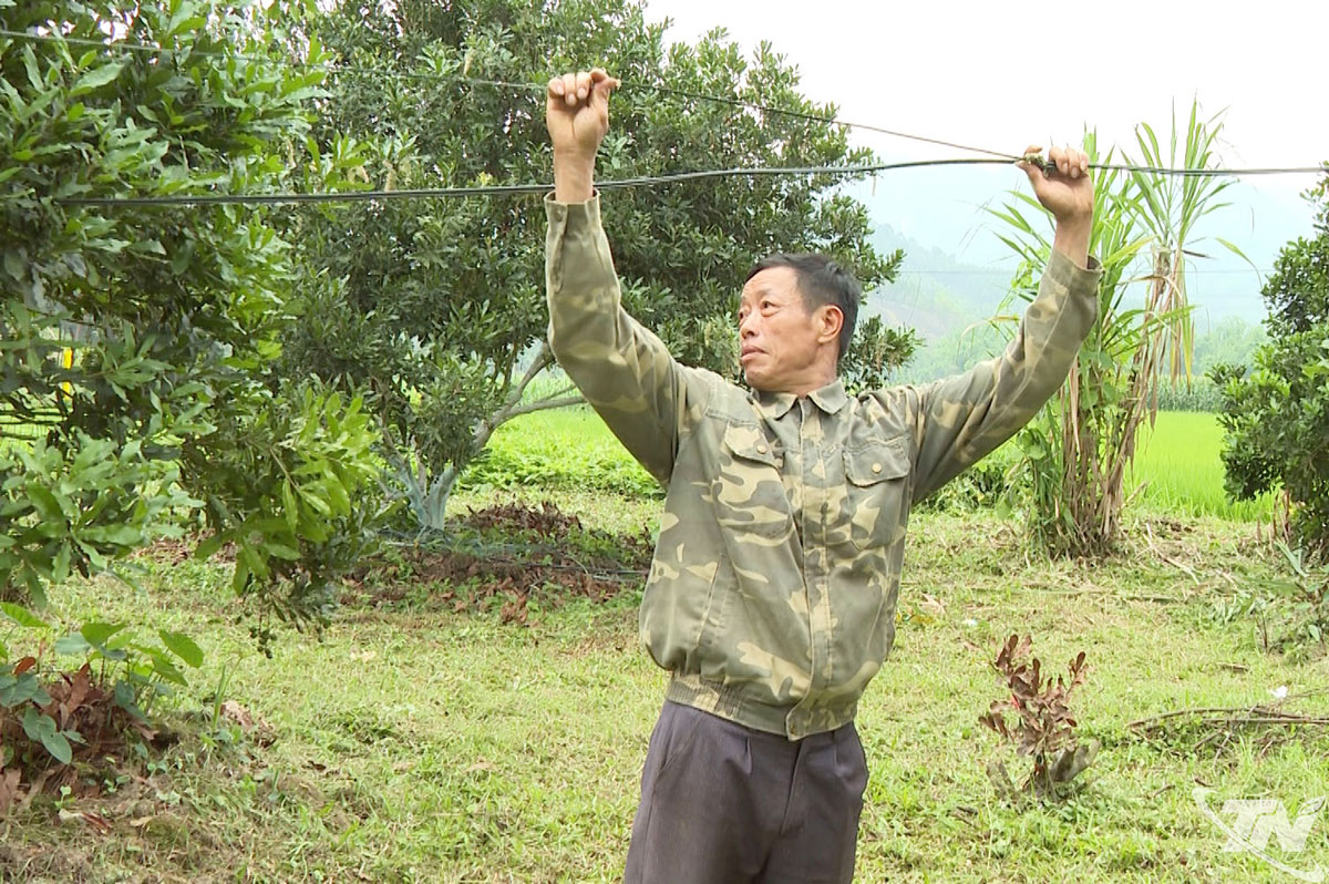   Ông Hoàng Văn Quốc, xã Thanh Thịnh nuôi thả đàn kiến rừng, biến chúng thành “đội quân tự nhiên” giúp bảo vệ vườn mắc ca khỏi sâu bệnh.
