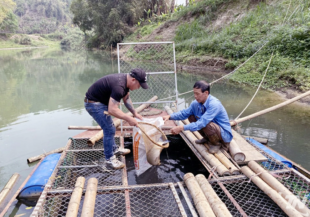 Mô hình nuôi cá lồng trên Sông Năng đem lại hiệu quả kinh tế cao cho người dân thôn Phiêng Chì.