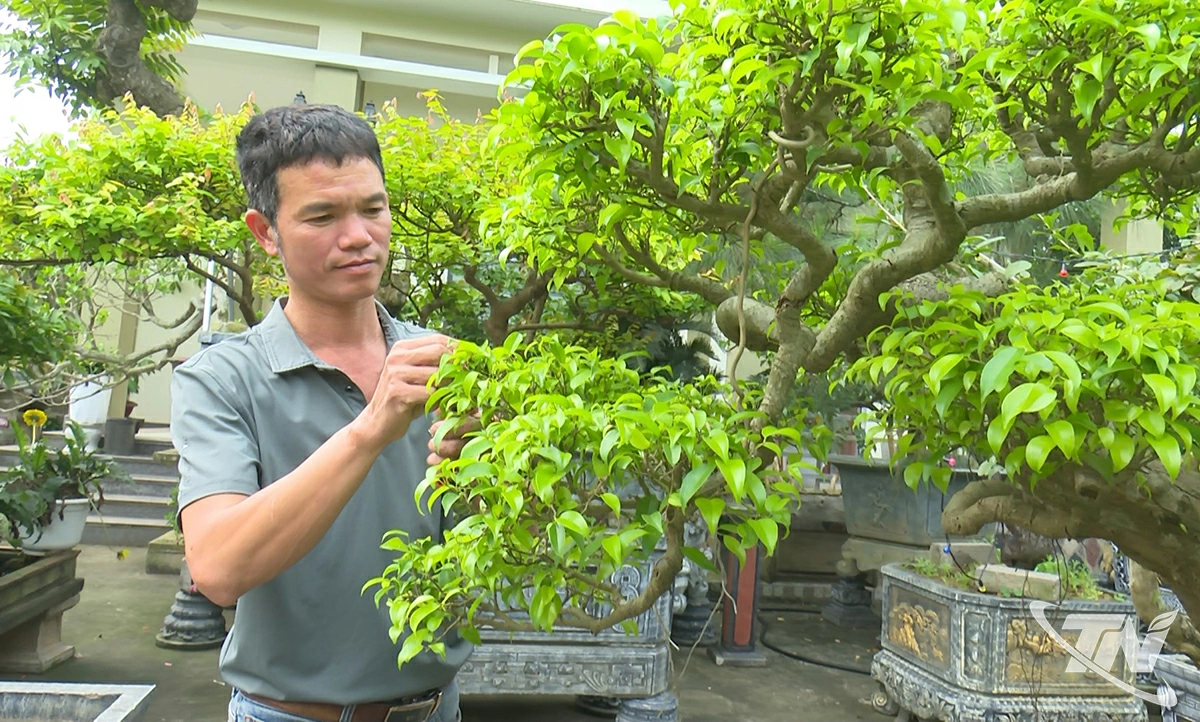 Ông Đỗ Ngọc Khiết (ở tổ dân phố Gò Móc, phường Quyết Thắng) chăm sóc, tạo dáng cho cây cảnh.