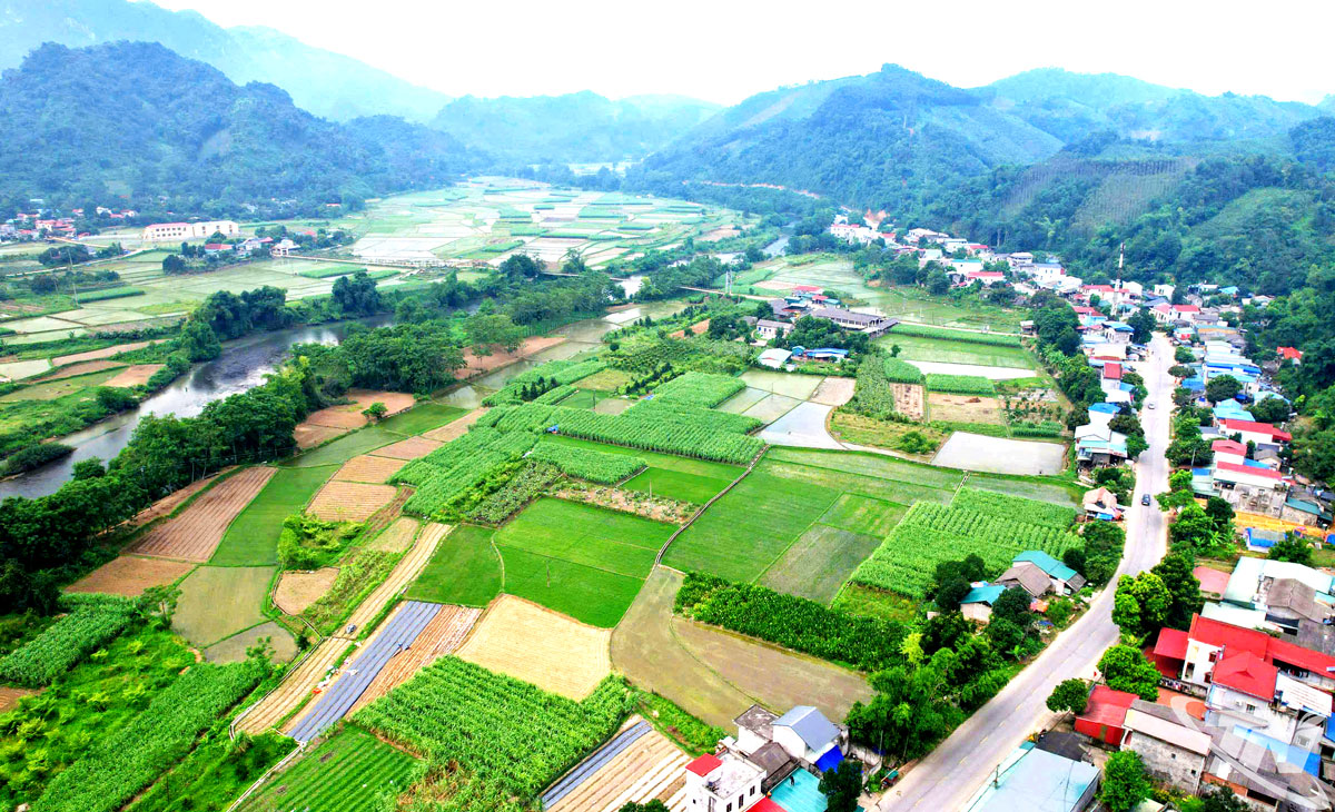 Nhờ đẩy mạnh canh tác rau màu trên những cánh đồng ven sông, suối, người dân xã Tân Kỳ từng bước nâng cao thu nhập, cải thiện đời sống. Ảnh: T.L