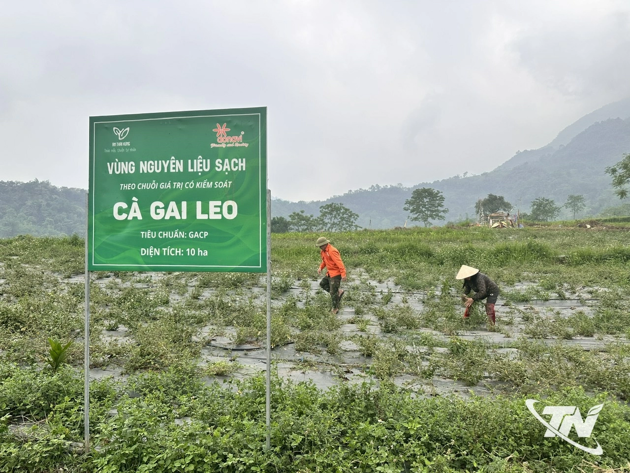 Vùng trồng dược liệu của người dân thôn Đoàn Kết, xã Chợ Rã, đang được mở rộng, tạo sinh kế và khai thác hiệu quả tiềm năng đất đồi.