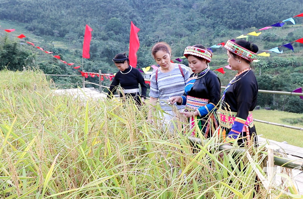 Chị Ma Thị Ninh, Giám đốc Hợp tác xã Yến Dương giới thiệu với du khách về lúa nếp Tài.