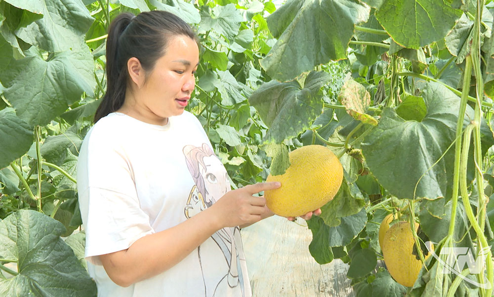 Sản phẩm dưa lưới ở xã Phong Quang.