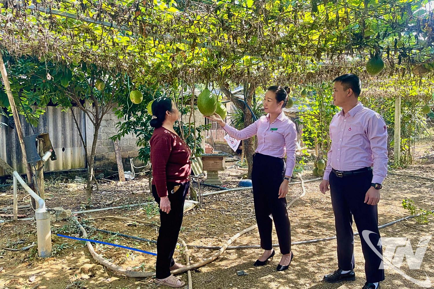 C&aacute;n bộ Ph&ograve;ng Giao dịch Ng&acirc;n h&agrave;ng Ch&iacute;nh s&aacute;ch x&atilde; hội Đồng Hỷ kiểm tra hiệu quả vốn vay tại x&atilde; Văn H&aacute;n.