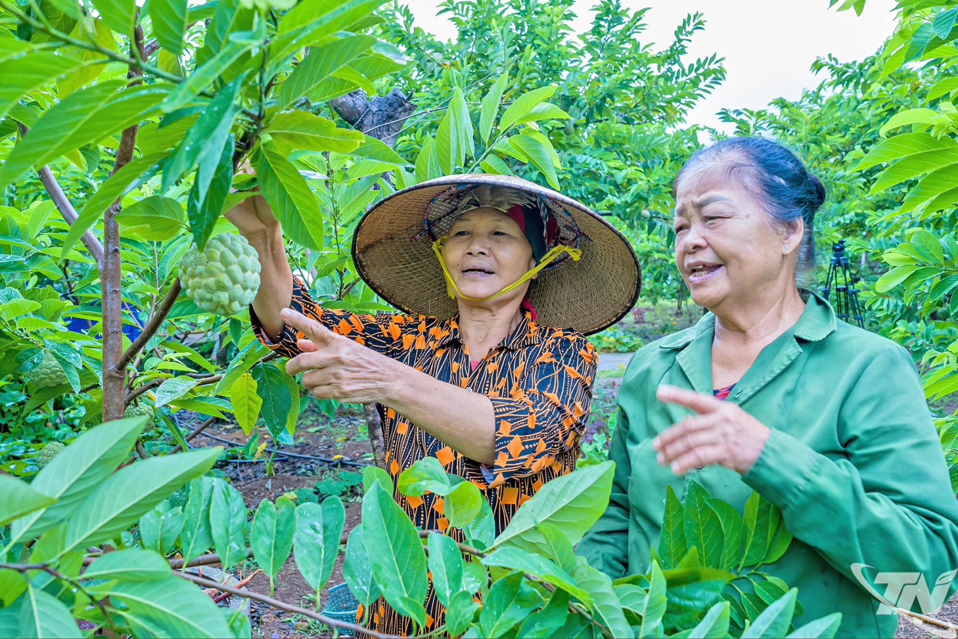Hiện nay, trung bình toàn xã chỉ thu hoạch được khoảng 4 đến 6 tấn na/ngày, nhưng nhiều nhà vườn đã có những ngày thu về hàng triệu đồng.