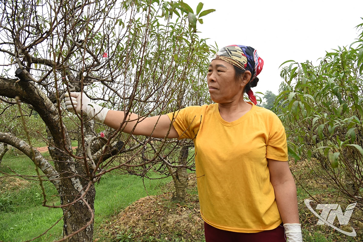 B&agrave;&nbsp;Nguyễn Thị Ch&iacute;nh, tổ 4, phường Gia S&agrave;ng chăm s&oacute;c vườn đ&agrave;o chuẩn bị cho Tết.