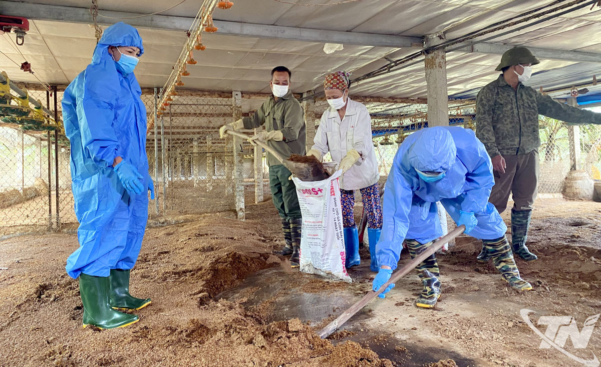 Cán bộ chuyên môn hướng dẫn kỹ thuật chăm sóc đàn gia súc, gia cầm sau mưa lũ.