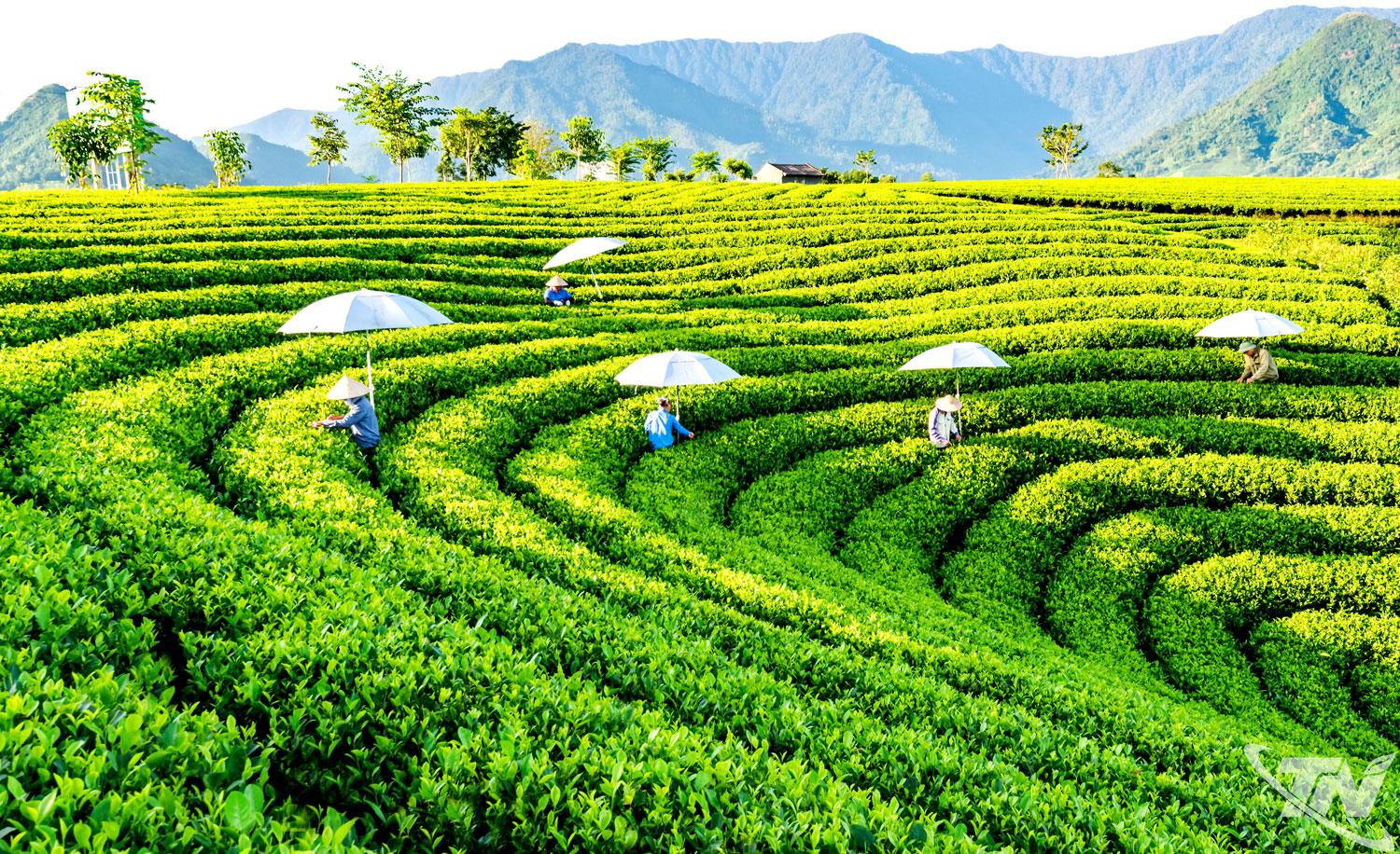 Chè là cây trồng chủ lực của Thái Nguyên, với gần 24.000ha, trong đó khoảng 23.000ha cho sản phẩm, sản lượng chè búp tươi đạt trên 280.000 tấn/năm.