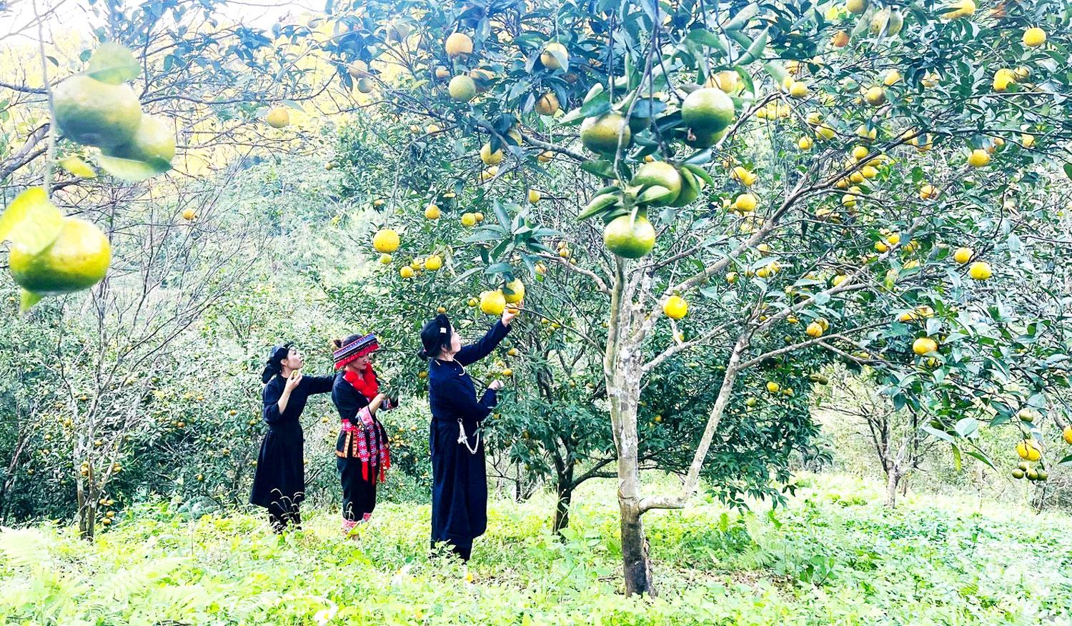 Phát triển sinh kế bền vững là giải pháp quan trọng giúp đồng bào các dân tộc thiểu số ở khu vực miền núi, vùng cao từng bước vươn lên thoát nghèo, ổn định cuộc sống.