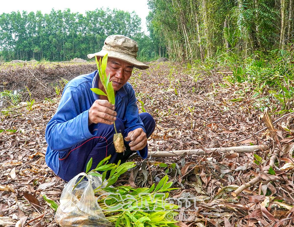 Sau khi thu hoạch keo lai, gia đ&igrave;nh &ocirc;ng Trần Văn Nghĩa nhanh ch&oacute;ng dọn sạch thực b&igrave;, nhằm hạn chế nguy cơ ch&aacute;y cũng như gi&uacute;p việc trồng v&agrave; chăm s&oacute;c rừng mới trồng tốt hơn. 