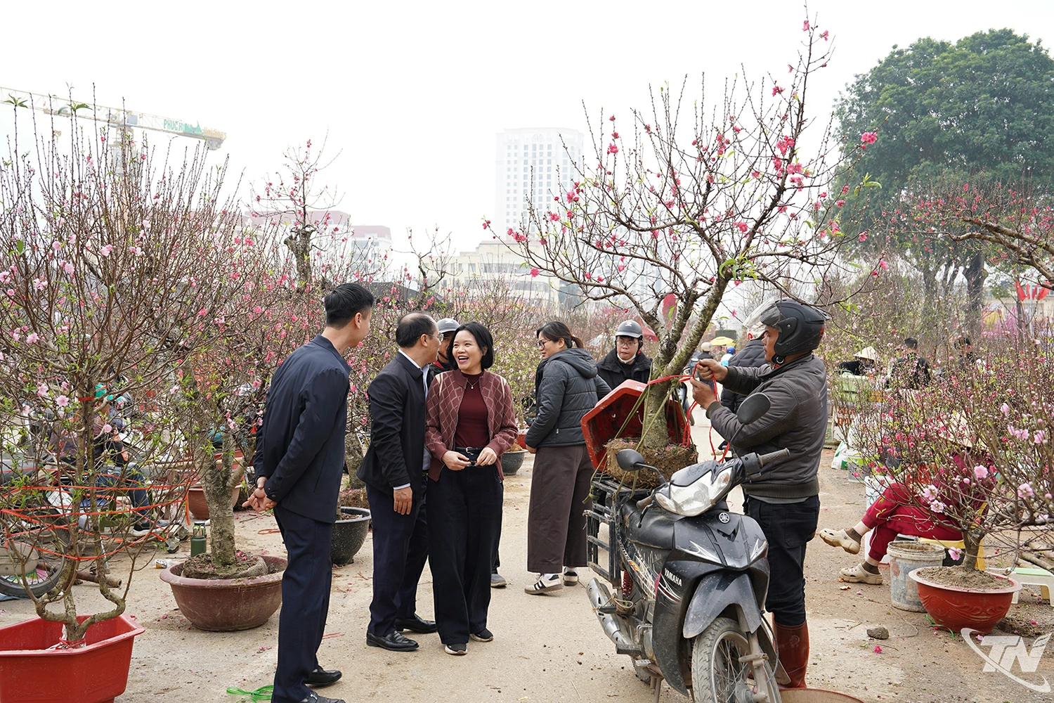 Cây đào cỡ vừa tiếp tục là lựa chọn phổ biến của nhiều gia đình bởi dễ trưng bày, giá cả phù hợp, đáp ứng nhu cầu trang trí không gian ngày Tết.