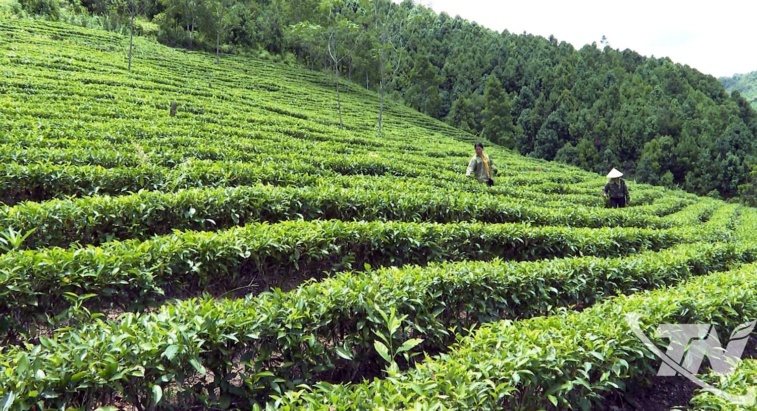 Người dân thôn Bình Minh thu hoạch chè