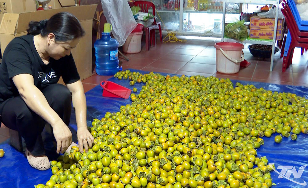 Hồng không hạt lọt vào danh sách 100 thương hiệu, nhãn hiệu nổi tiếng (2013). Trong ảnh: Hồng không hạt của một hộ dân ở xã Ba Bể