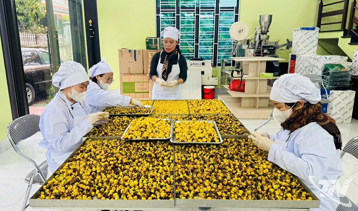  Sơ chế sản   phẩm trà   hoa vàng tại   Công ty   TNHH Hà   Diệp   (phường   Đức Xuân).  