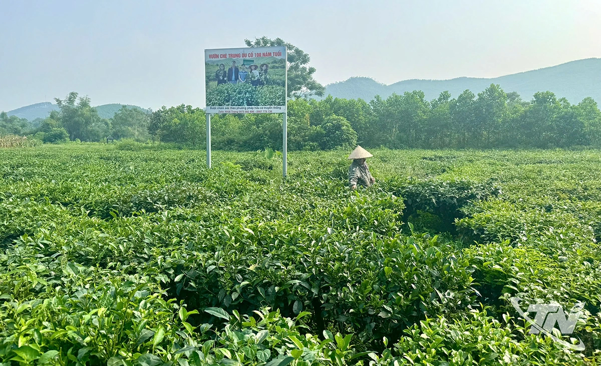 Nhiều doanh nghiệp, hợp tác xã chè ở Thái Nguyên đã chú trọng mở rộng  diện tích được cấp mã số vùng trồng.