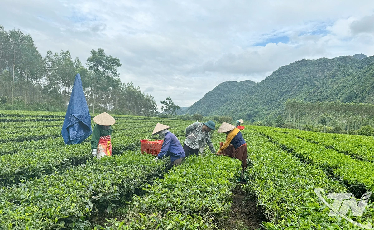 Người dân Thái Nguyên thu hái chè vụ thu.