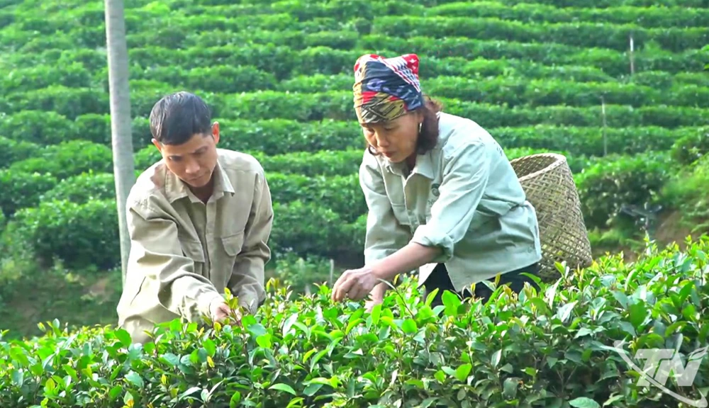 th&agrave;nh vi&ecirc;n của Hợp t&aacute;c x&atilde; ch&egrave; Th&aacute;i Ninh, thu hoạch ch&egrave; t&iacute;m.