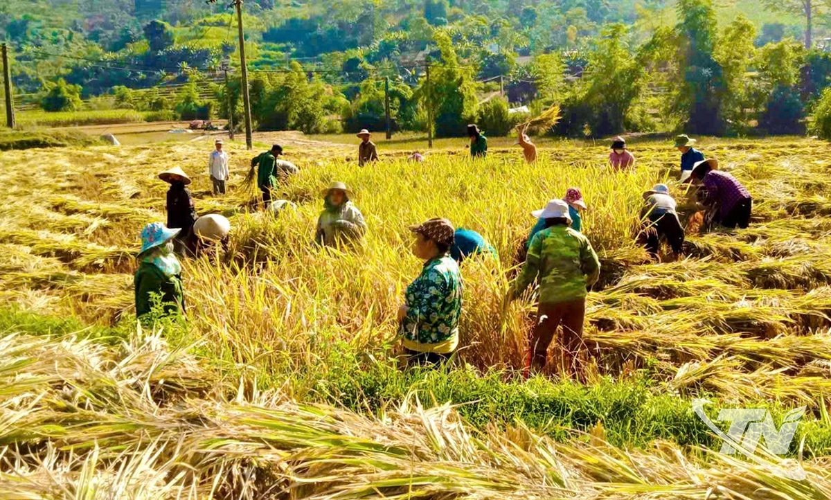 Nhờ ứng dụng tiến bộ khoa học kỹ thuật; đưa giống mới vào sản  xuất đại trà, năng suất lúa của xã Cao Minh đạt gần 47 tạ/ha.  Trong ảnh: Nông dân thôn Nà Quạng thu hoạch lúa vụ mùa.  