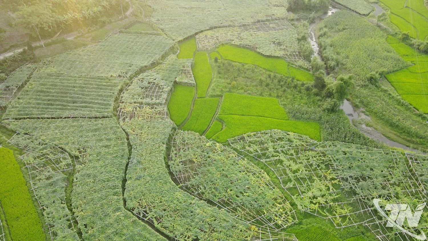 Cánh đồng bí xanh thơm của HTX Yến Dương    được trồng theo phương pháp hữu cơ.