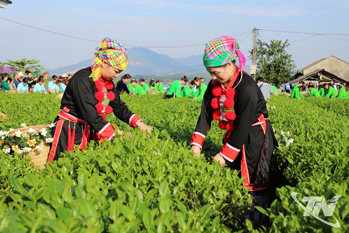 Các đội thi thể hiện phần thi hái chè.