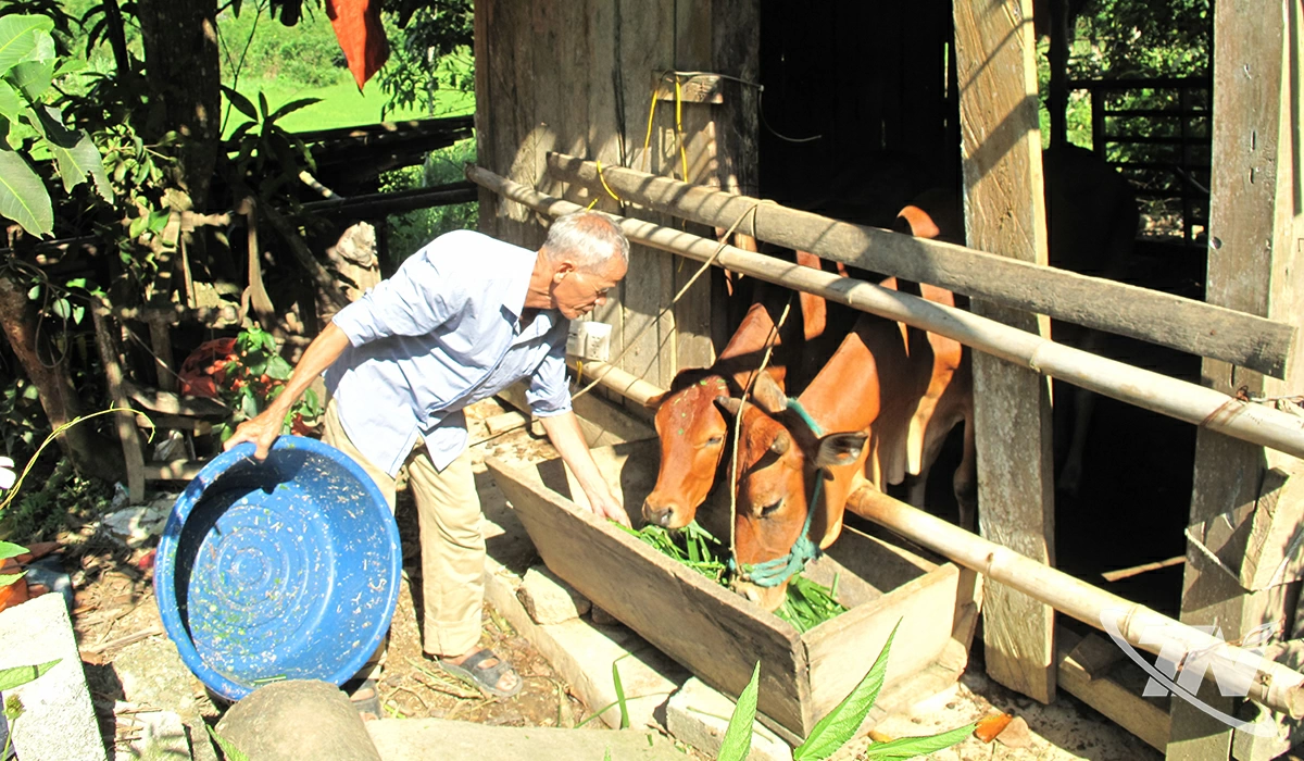  Kinh tế rừng kết hợp với chăn nuôi đang trở thành hướng phát triển bền vững,    giúp nhiều hộ dân ở xã Văn Lăng thoát nghèo, vươn lên làm giàu.   