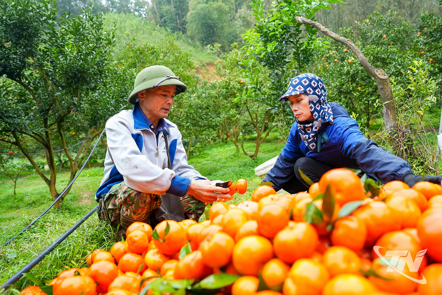 Anh Vũ Văn Dương hướng dẫn công nhân thu hái phân loại sản phẩm.