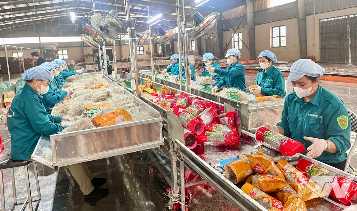 Tại khu vực đ&oacute;ng g&oacute;i của HTX miến Việt Cường, c&ocirc;ng nh&acirc;n li&ecirc;n tục kiểm tra khối lượng, d&aacute;n nh&atilde;n, ho&agrave;n thiện sản phẩm để kịp tiến độ giao h&agrave;ng.