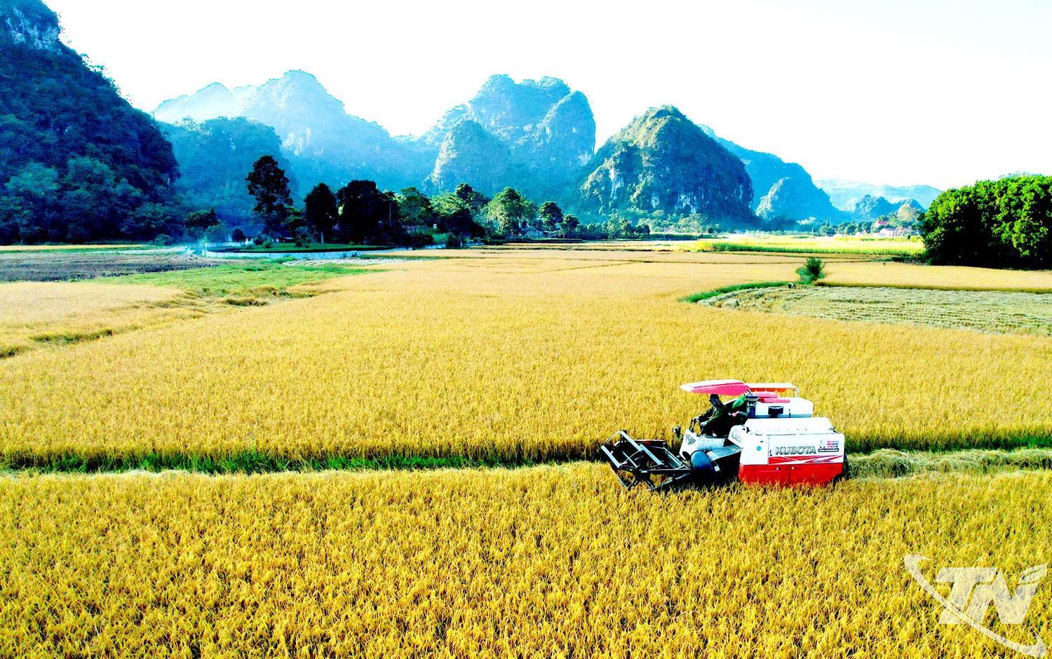 Cây lương thực có hạt tiếp tục đóng góp nguồn thu ổn định cho nông dân, với khoảng 90.000ha lúa và trên 28.000ha ngô trên toàn tỉnh.