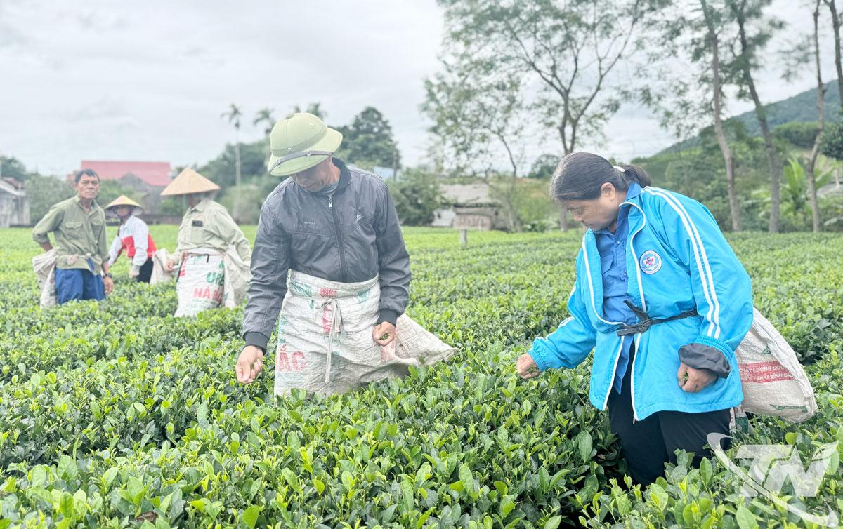 Vốn vay Ngân hàng Chính sách xã hội Đồng Hỷ giúp nhiều hộ dân ở xã Trại Cau đầu tư sản xuất chè hiệu quả.