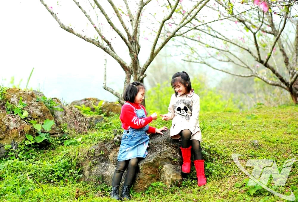 Những vườn đào ở xã Ngân Sơn là địa điểm   lý tưởng để trẻ em trải nghiệm.