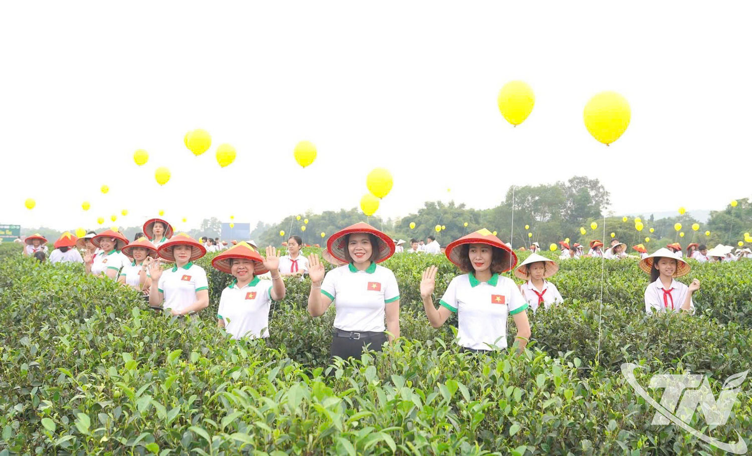 Những búp trà non Thái Nguyên, kết tinh từ thổ nhưỡng, khí hậu và bàn tay cần mẫn của người làm chè vùng trung du.