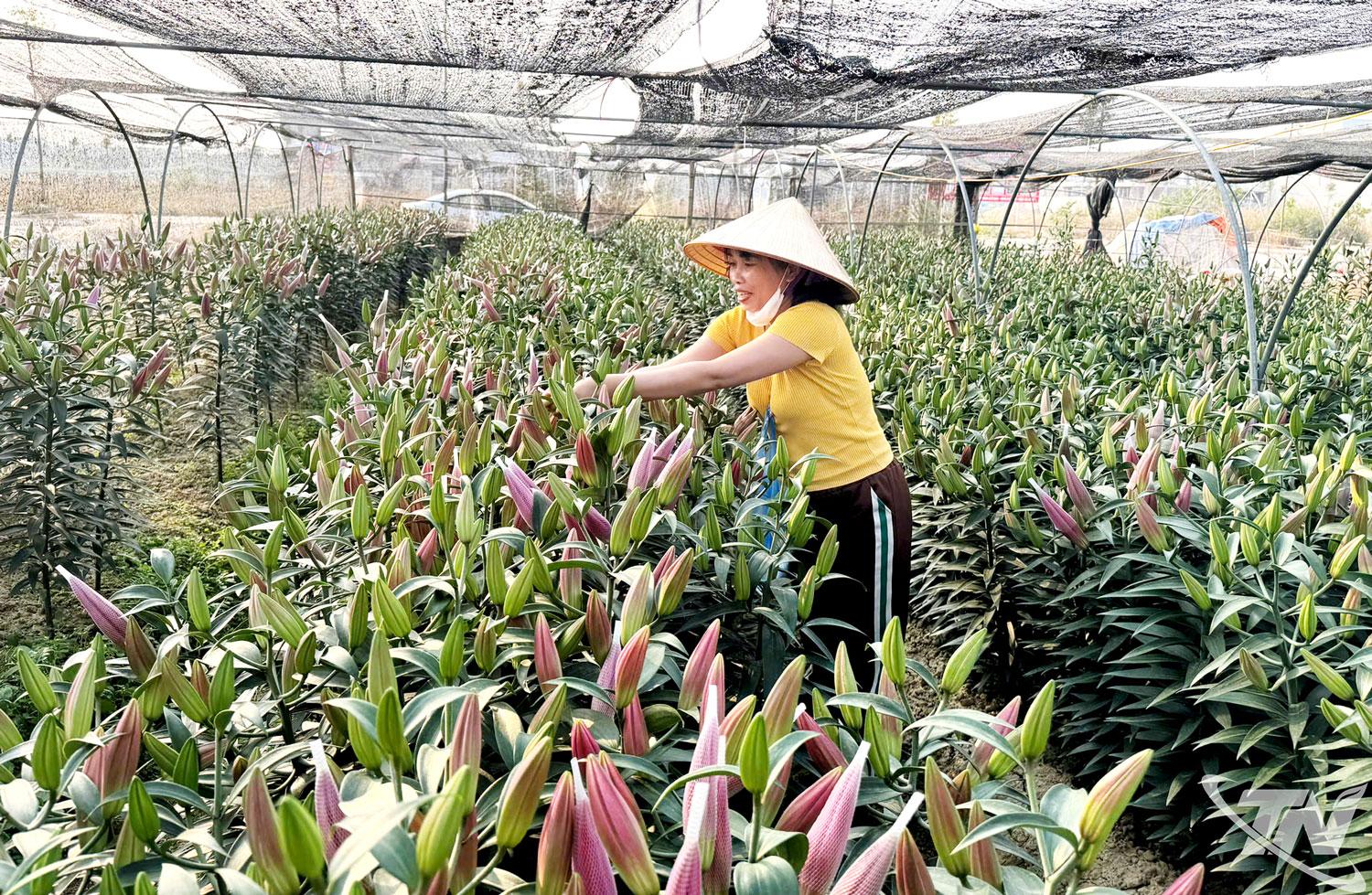 Nhờ đầu tư trồng hoa chất lượng cao, người dân tổ 40, phường Phan Đình Phùng đạt thu nhập trên 500 triệu đồng/ha mỗi năm.