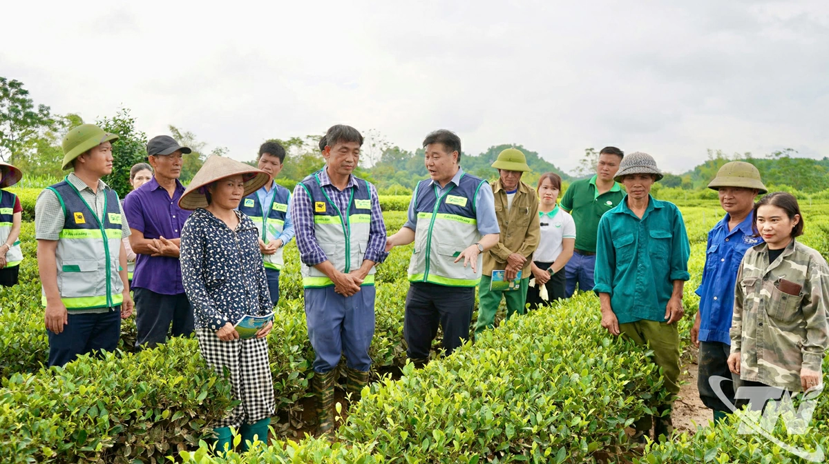 Ngành Nông nghiệp, Môi trường tập huấn, hướng dẫn người dân quy trình 6 bước phục hồi chè sau ngập úng.