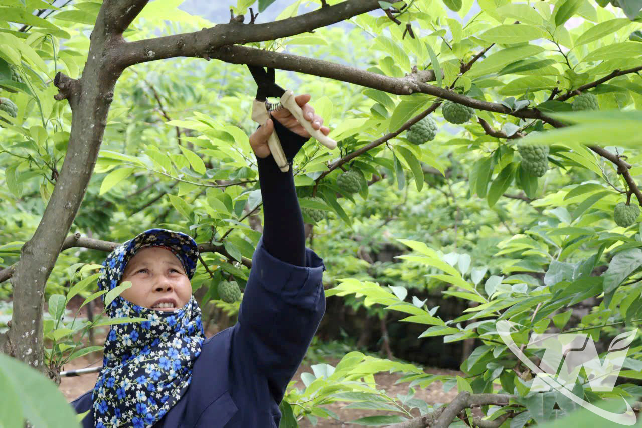 C&acirc;y ăn quả từng bước khẳng định vai tr&ograve; c&acirc;y kinh tế chủ lực, g&oacute;p phần x&acirc;y dựng thương hiệu n&ocirc;ng nghiệp x&atilde; La Hi&ecirc;n.