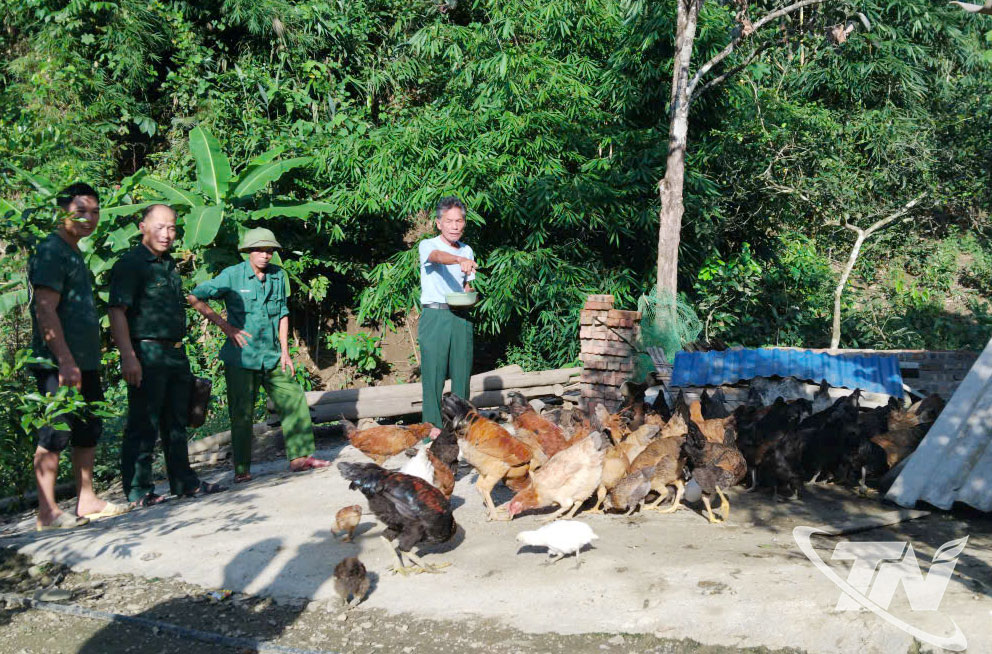 Mô hình nuôi gà đen thả đồi của ông Nguyễn Trọng Lạc (bên phải), thôn Nà Đán, xã Phong Quang, mang lại hiệu quả kinh tế ổn định cho gia đình.