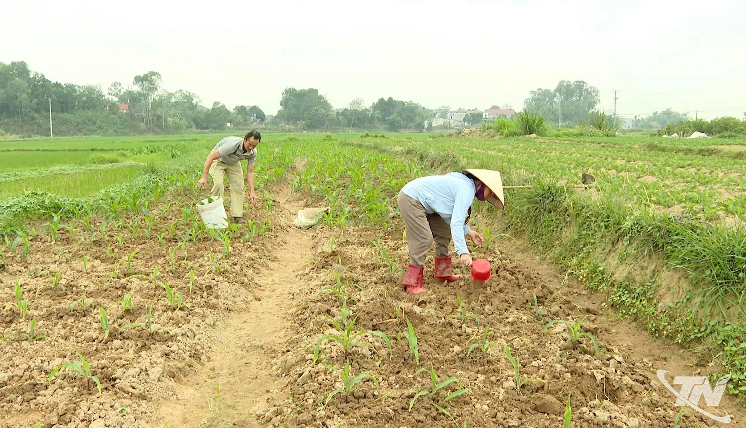 Bà con nông dân chăm sóc cây ngô vụ xuân