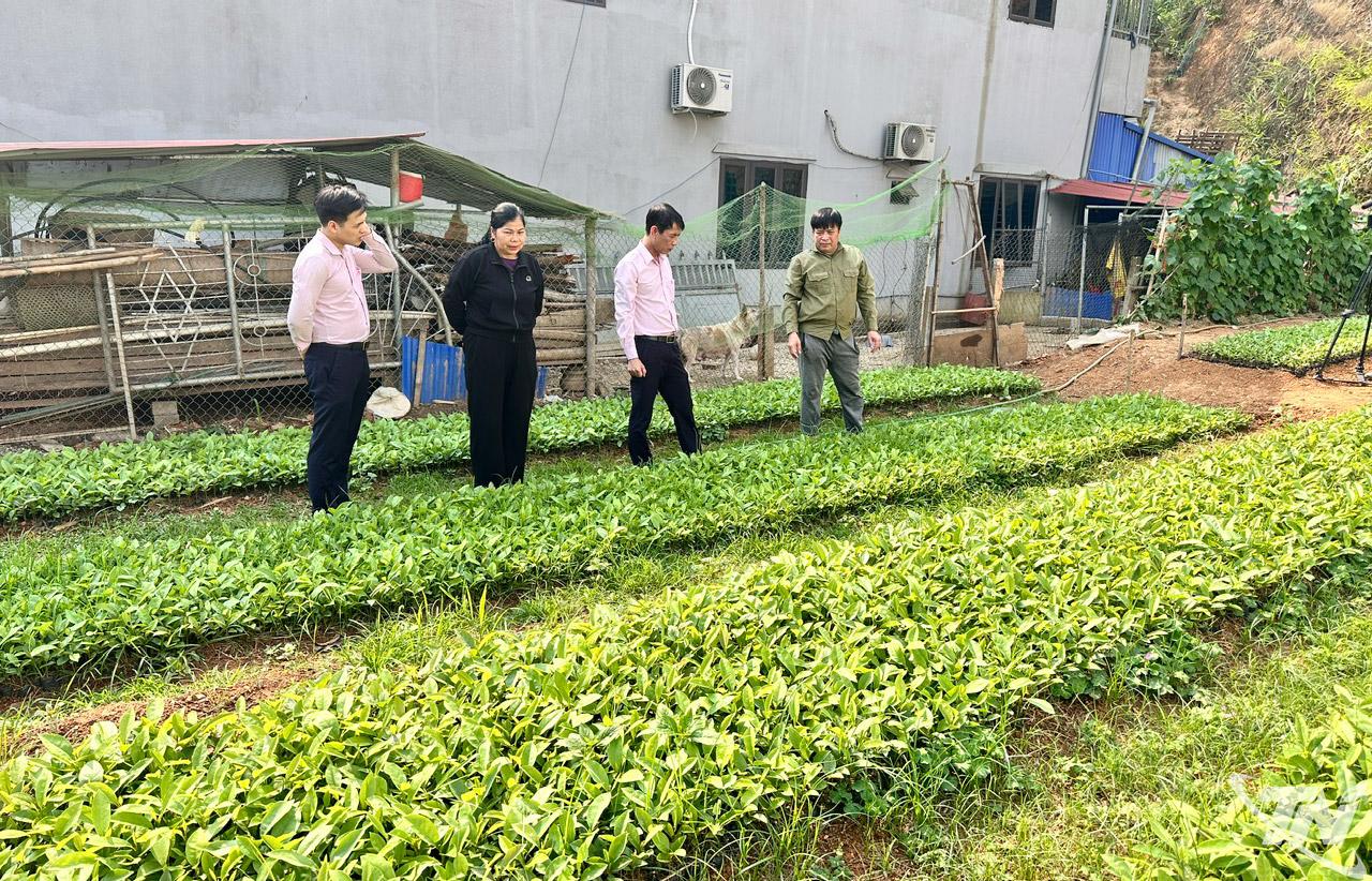 Vườn cây giống của gia đình ông Vy Quang Thụ, ở thôn 3 (xã Chợ Rã) được đầu tư phát triển từ nguồn vốn tín dụng chính sách, mang lại hiệu quả kinh tế khá cao.