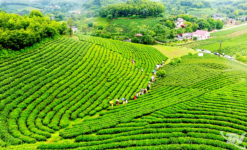 Cây chè vừa mang lại cuộc sống no đủ cho người dân Thái Nguyên, vừa tạo nên những cảnh sắc thiên nhiên quyến rũ.