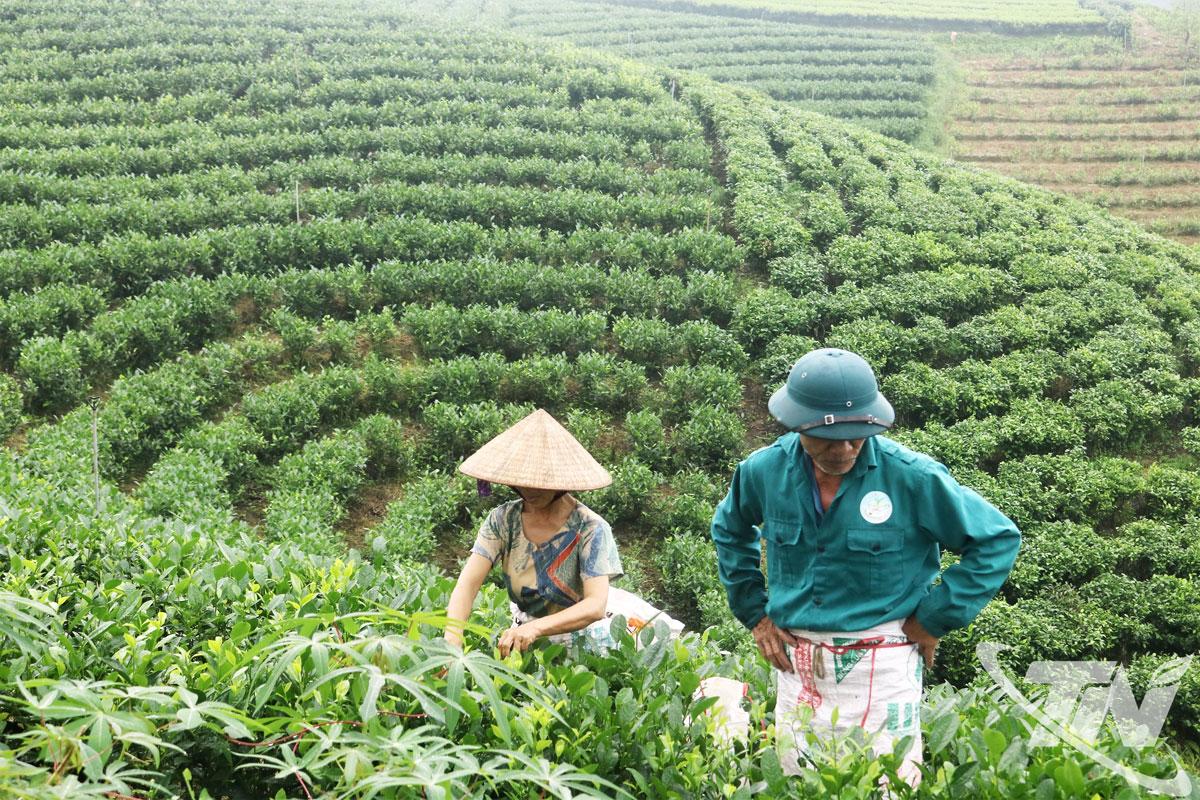 Sản lượng chè búp tươi của xã La Bằng đạt 14.845 tấn/năm.