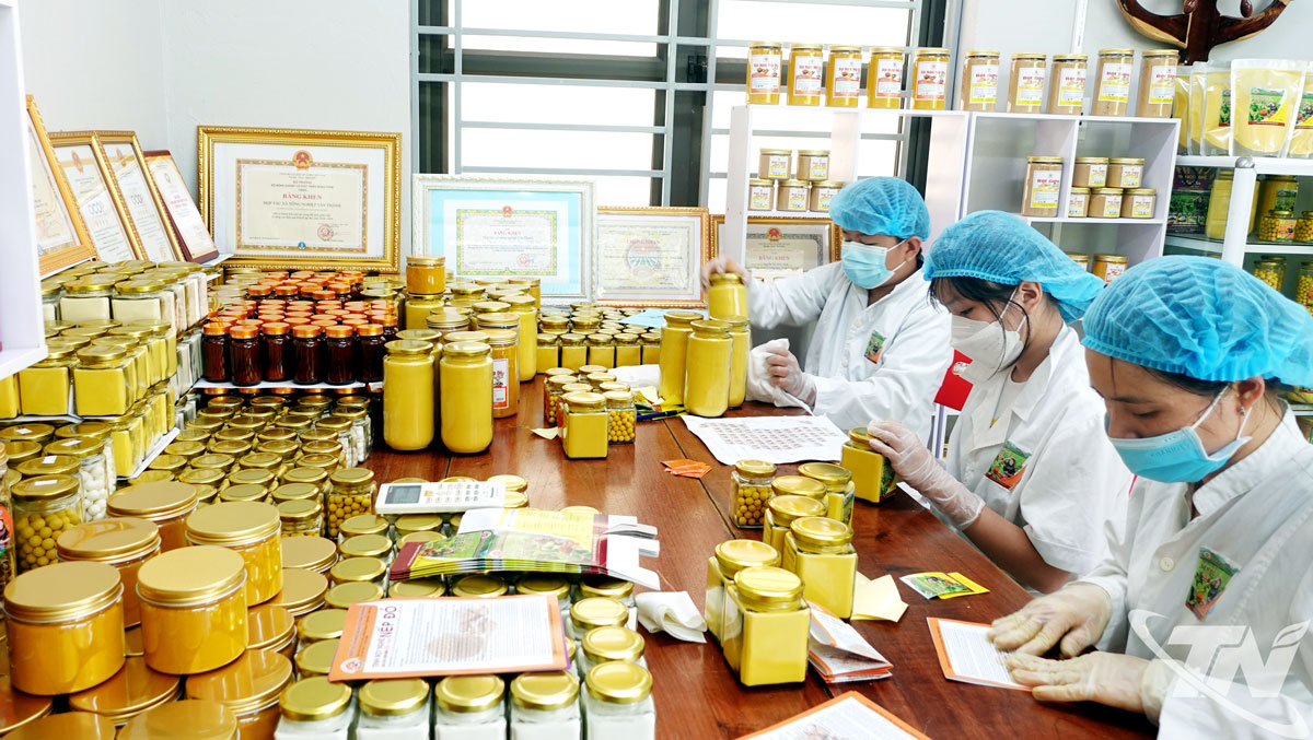 Thành viên HTX nông nghiệp Tân Thành (phường Bắc Kạn) đóng gói sản phẩm tinh bột nghệ.